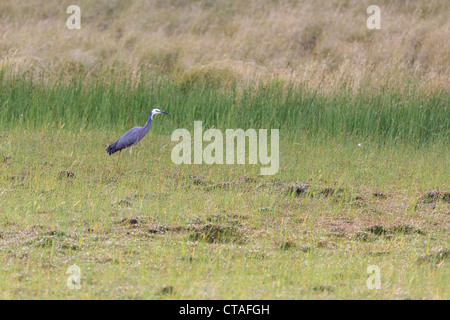 White-faced Heron (Egretta novaehollandiae Stock Photo