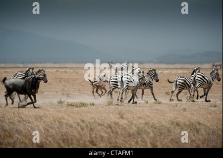 Zebra and lone wildebeest kicking up dust in Amboseli Stock Photo