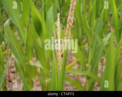 Corn field in Morgan County, Indiana, USA, July 7, 2012, © Katharine Andriotis Stock Photo