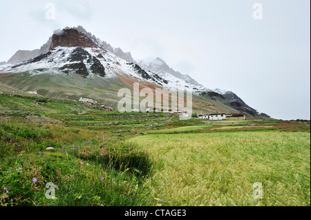 Village with corn field beneath snow-covered mountains, Lakang Sumdo, Zanskar Range Traverse, Zanskar Range, Zanskar, Ladakh, In Stock Photo