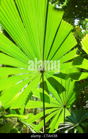 Licuala Fan Palms (Licuala ramsayi), Wild, Licuala State Forest, Mission Beach, Queensland, Australia Stock Photo