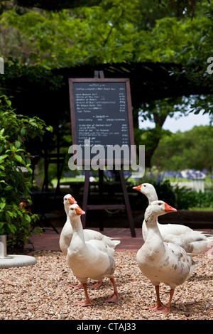 Impression at Restaurant, La Colombe, Constantia, Western Cape, South Africa, RSA, Africa Stock Photo