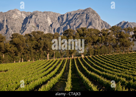 View onto the vineyards of Thelema Mountain Vineyards Winery with Mountain Range Groot Drakenstein, Stellenbosch, Western Cape, Stock Photo