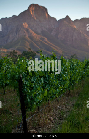 View onto the vineyards of Boschendahl Winery with Mountain Range Groot Drakenstein, Stellenbosch, Western Cape, South Africa Stock Photo