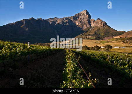 View onto the vineyards of Bellingham Winery with mountain-range Groot Drakenstein, Stellenbosch, Cape Town, Western Cape, South Stock Photo