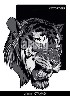 raging tiger vector illustration Stock Photo