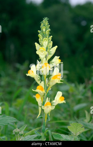 COMMON TOADFLAX Linaria vulgaris (Scrophulariaceae) Stock Photo