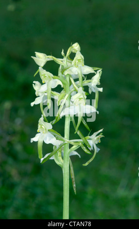 GREATER BUTTERFLY-ORCHID Platanthera chlorantha (Orchidaceae) Stock Photo