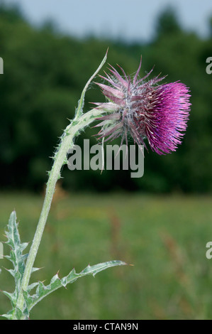MUSK THISTLE Carduus nutans (Asteraceae) Stock Photo