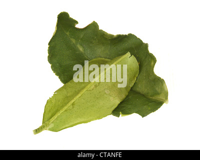 Kaffir Lime Leaves Stock Photo