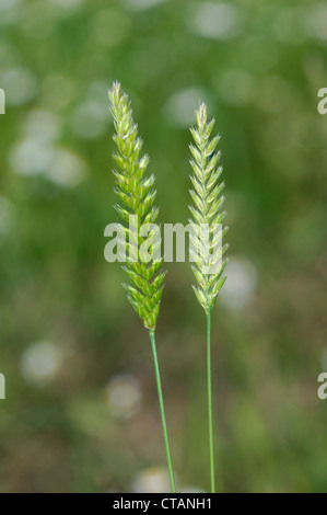 CRESTED DOG’S-TAIL Cynosurus cristatus (Poaceae) Stock Photo