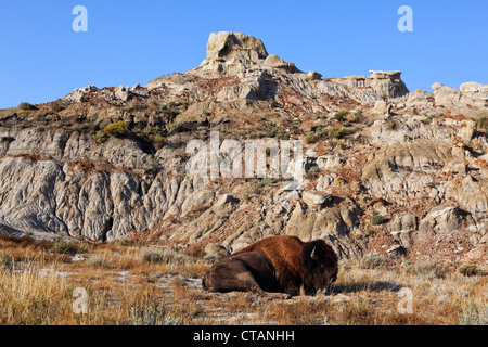 Bison, Theodore Roosevelt National Park, Medora, North Dakota, Medora, North Dakota, USA Stock Photo