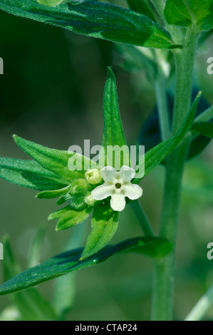 COMMON GROMWELL Lithospermum officinale (Boraginaceae) Stock Photo