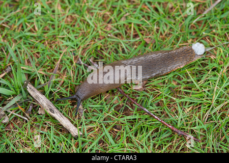 Large Red Slug Arion rufus crossing grassy area Stock Photo