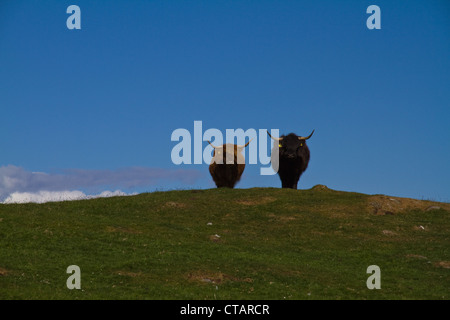 Two Highland cows stand on top of a hill against a blue sky Stock Photo