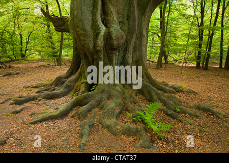 Fern between the roots of an old beech, nature reserve Urwald Sababurg, Reinhardswald, Hesse, Germany, Europe Stock Photo