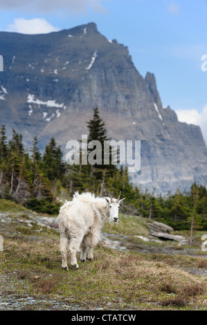 Mountain Goat (Oreamnos americanus), Glacier National Park Stock Photo