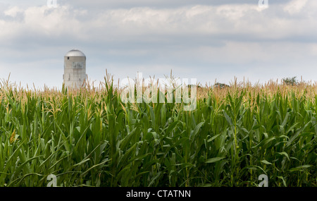 Close up of corn flowers and seeds on crop with farm silo in distance Stock Photo