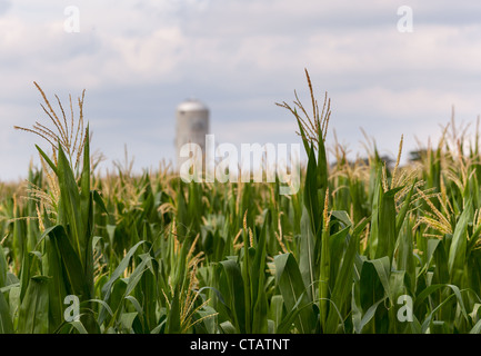 Close up of corn flowers and seeds on crop with farm silo in distance Stock Photo