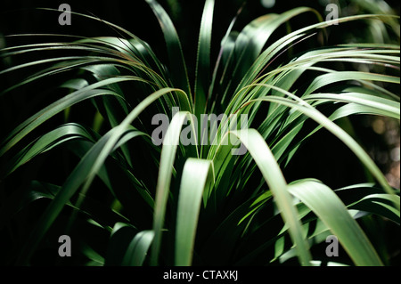 Pandani grove, endemic, Cradle Mountain Lake St Clair National Park, Overland Track, Tasmania, Australia Stock Photo