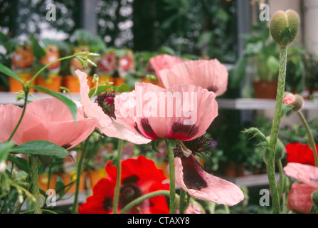 An outdoor flower market in Paris, France. Stock Photo