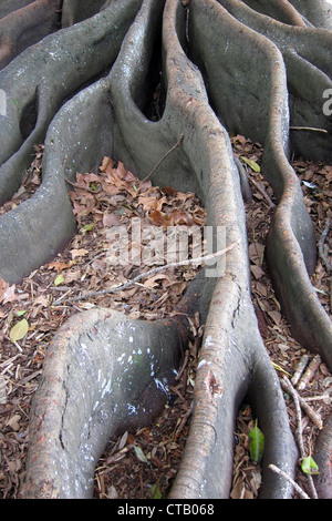 Tree Including Roots Nz Native Fig tree roots, Devenport, Auckland, New Zealand 2 Stock Photo - Alamy