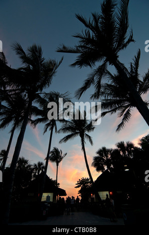 Tall coconut palm trees are silhouetted against a sunset sky at the Naples Florida Pier along the Gulf of Mexico. Stock Photo