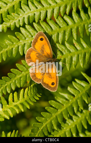 Gatekeeper Pyronia tithonus male basking on Bracken at Arnside Knott, Cumbria in July. Stock Photo