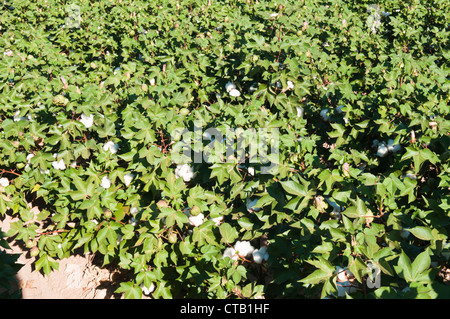 A cotton crop is flowering in Arizona. Stock Photo