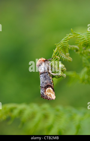 Buff-tip moth (Phalera bucephala) Stock Photo