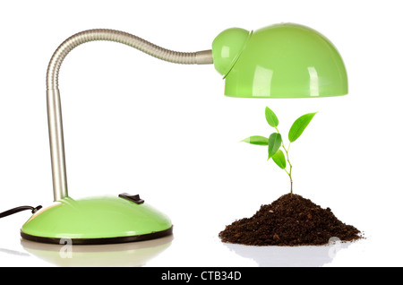 Young sprout and table lamp on a white background ... Stock Photo