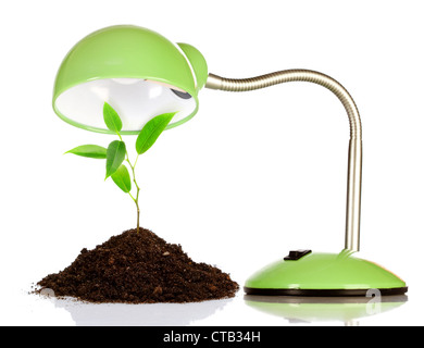 Young sprout and table lamp on a white background ... Stock Photo