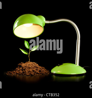 Young sprout and table lamp on a black background ... Stock Photo