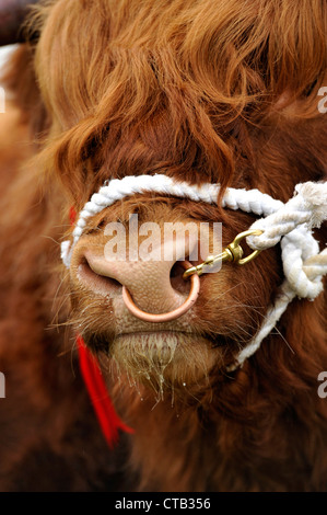Close up of the head of a Highland cow Stock Photo - Alamy