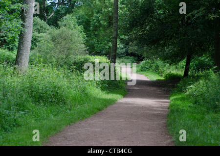 A wide path leading through mature English woodland. Stock Photo