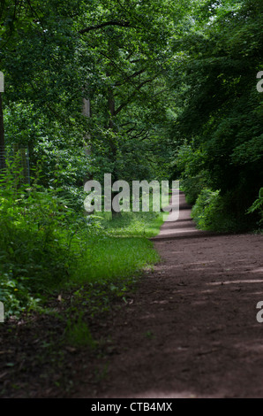 A wide path leading through mature English woodland. Stock Photo