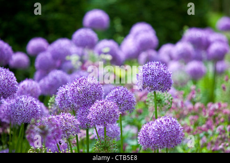 Alliums in garden border, England, UK Stock Photo - Alamy