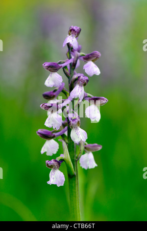 Green-winged orchid (Orchis morio) Stock Photo