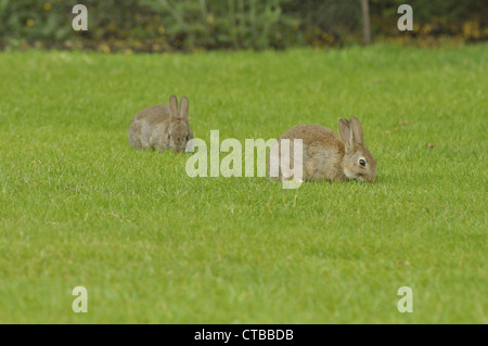 Two wild rabbits grazing on grass Stock Photo