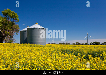 Grain storage bins and windmills in a yellow blooming canola field near Altona, Manitoba, Canada. Stock Photo