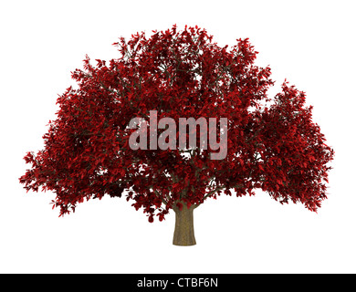 persian ironwood tree isolated on white background Stock Photo - Alamy