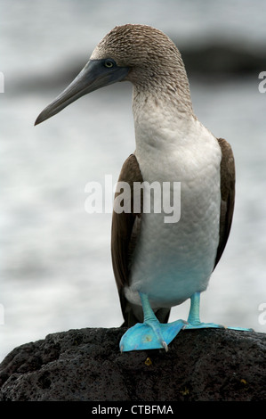 A Blue-footed Booby (Sula nebouxii) perched on a volcanic rock in James Bay, Santiago Island, Galapagos Islands, Ecuador. Stock Photo