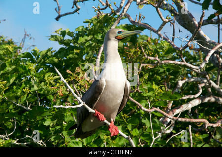 An adult Red-footed Booby (Sula sula) perched on a branch at Prince Philip's Steps, Genovesa Island, Galapagos Islands, Ecuador. Stock Photo