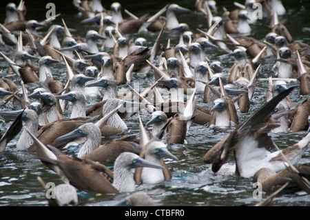 A flock of Blue-footed Boobies (Sula nebouxii) in the midst of a feeding frenzy in a cove off of Santa Cruz, Galapagos Islands. Stock Photo