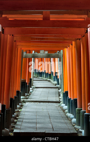 A thousand red torii gates (the Senbon Torii) stand at Fushimi Inari-taisha, Kyoto, Japan. It is the main shrine of Inari, god of rice and farming Stock Photo