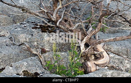 wood sage teucrium scorodonia and twisted juniper in limestone pavement Stock Photo