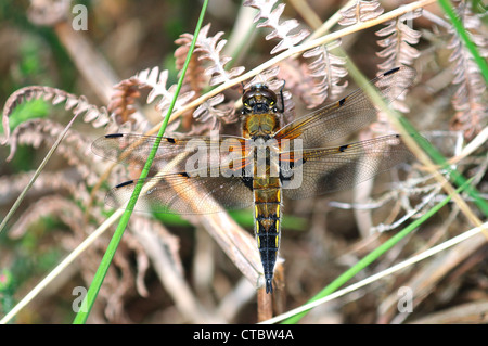 A four-spotted chaser dragonfly at rest UK Stock Photo