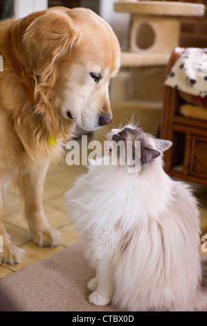 Communication between domestic pets: Golden Retriever and Ragdoll cat companions Stock Photo