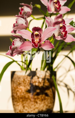 Cymbidium orchid Stock Photo