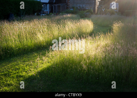 Bright summer evening light glancing through grasses in wild flower lawn with path in June in an English garden Stock Photo